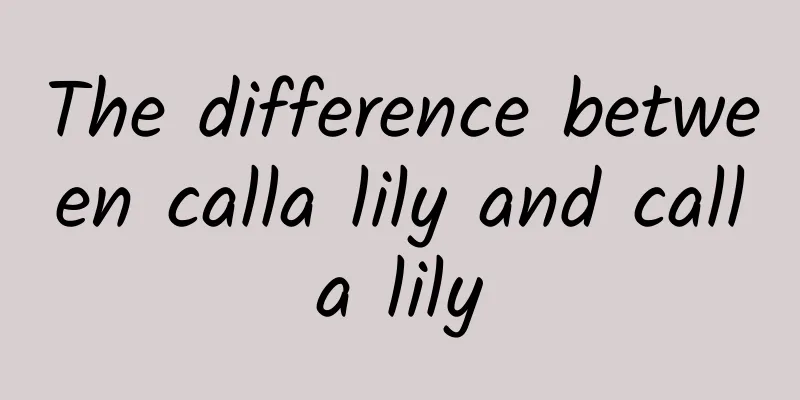 The difference between calla lily and calla lily