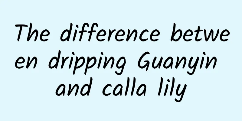 The difference between dripping Guanyin and calla lily