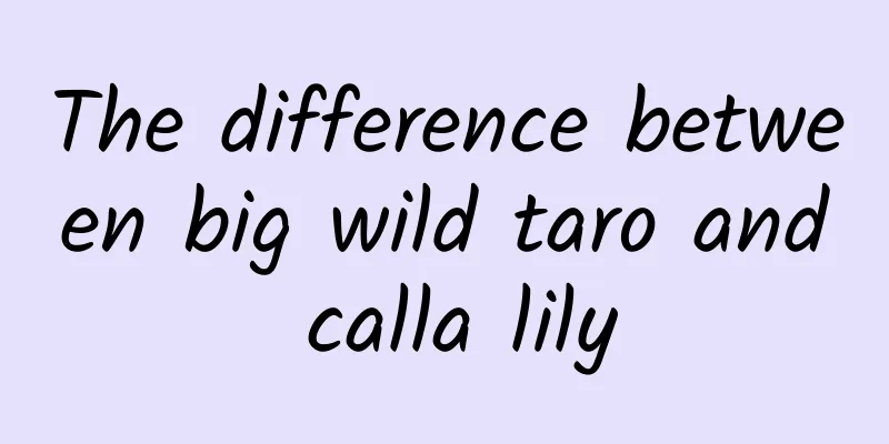 The difference between big wild taro and calla lily