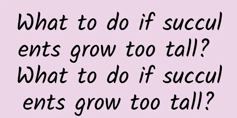 What to do if succulents grow too tall? What to do if succulents grow too tall?