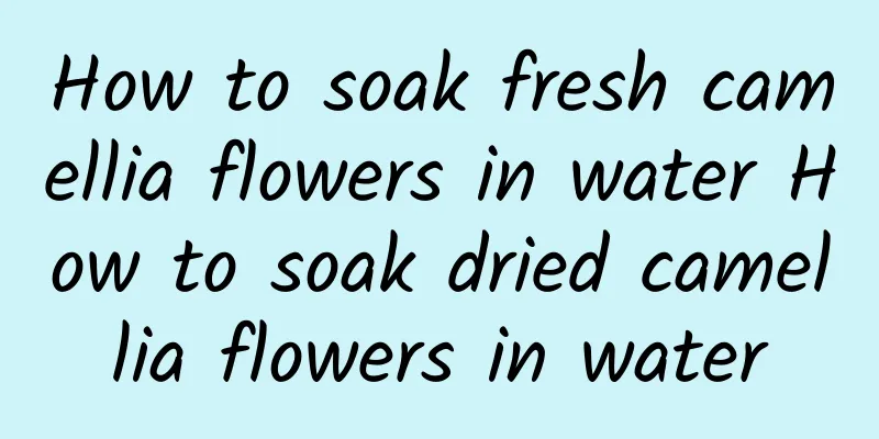 How to soak fresh camellia flowers in water How to soak dried camellia flowers in water