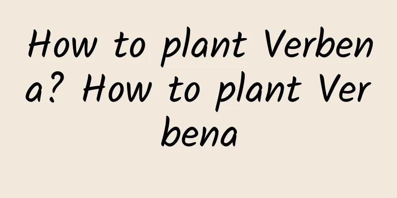 How to plant Verbena? How to plant Verbena