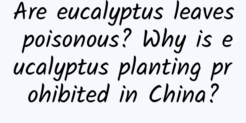 Are eucalyptus leaves poisonous? Why is eucalyptus planting prohibited in China?