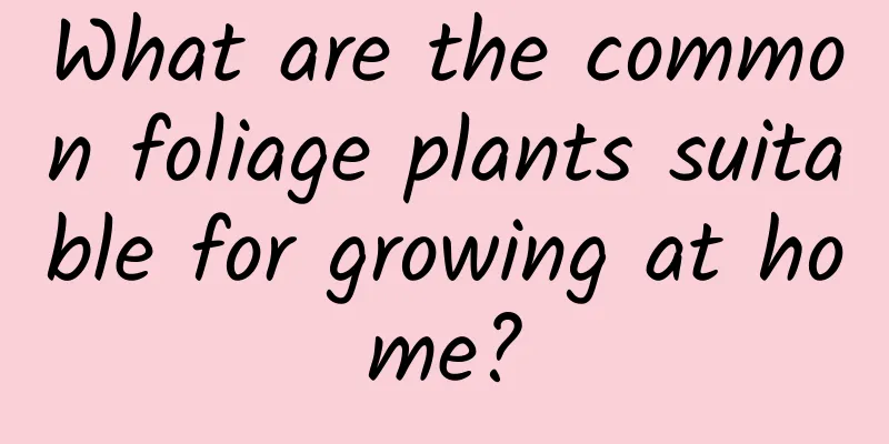 What are the common foliage plants suitable for growing at home?