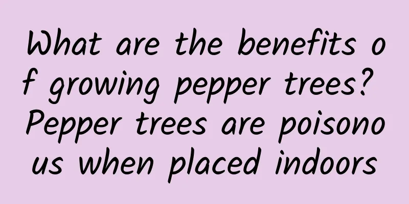 What are the benefits of growing pepper trees? Pepper trees are poisonous when placed indoors