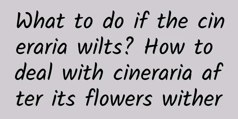 What to do if the cineraria wilts? How to deal with cineraria after its flowers wither