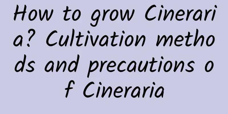 How to grow Cineraria? Cultivation methods and precautions of Cineraria