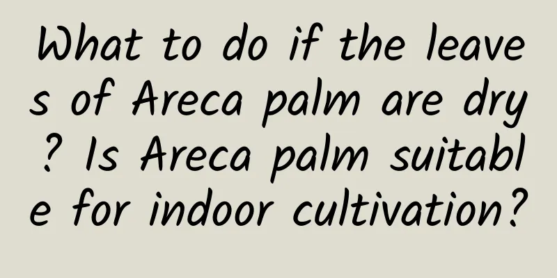 What to do if the leaves of Areca palm are dry? Is Areca palm suitable for indoor cultivation?