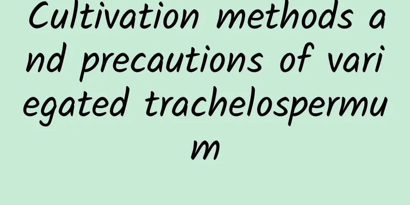 Cultivation methods and precautions of variegated trachelospermum