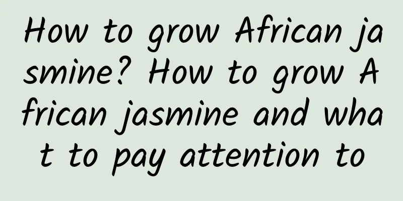 How to grow African jasmine? How to grow African jasmine and what to pay attention to