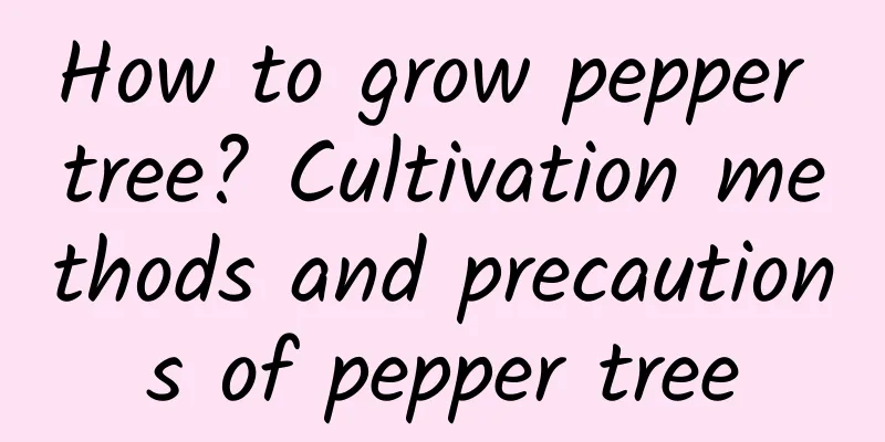 How to grow pepper tree? Cultivation methods and precautions of pepper tree