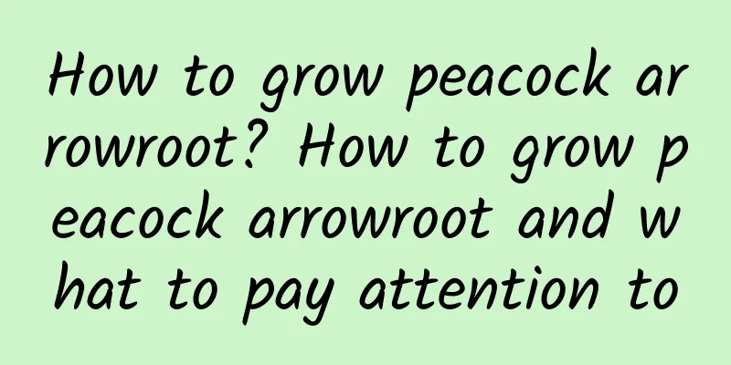 How to grow peacock arrowroot? How to grow peacock arrowroot and what to pay attention to