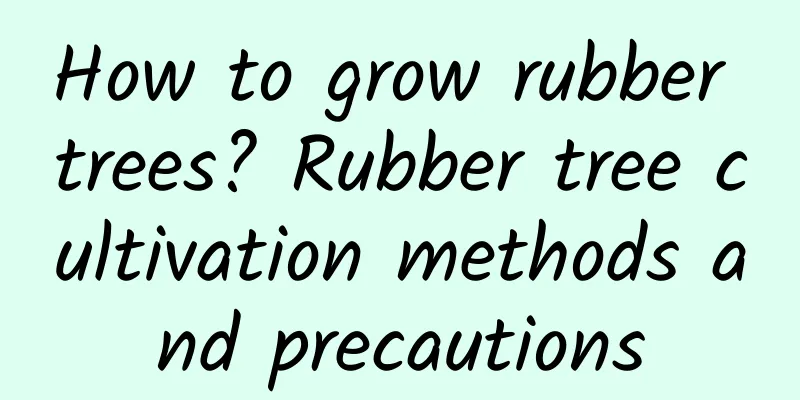 How to grow rubber trees? Rubber tree cultivation methods and precautions