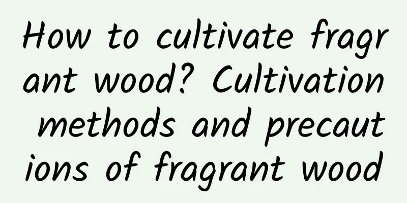 How to cultivate fragrant wood? Cultivation methods and precautions of fragrant wood