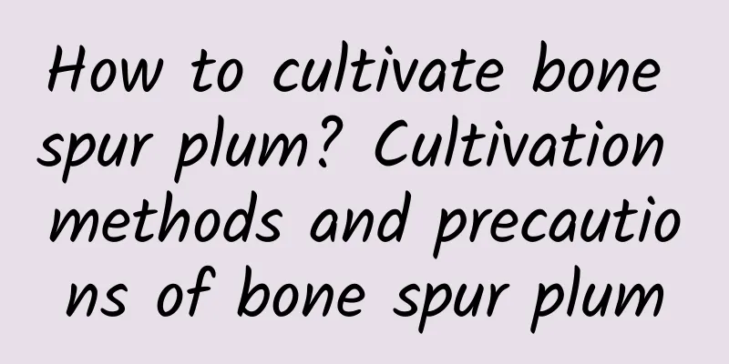 How to cultivate bone spur plum? Cultivation methods and precautions of bone spur plum