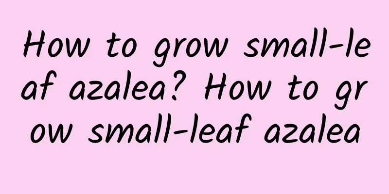 How to grow small-leaf azalea? How to grow small-leaf azalea