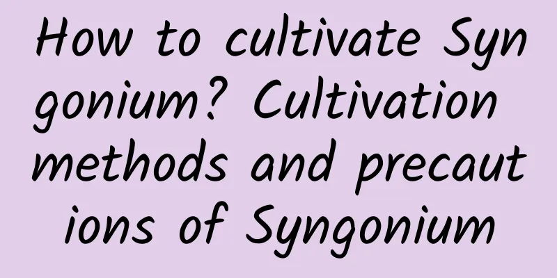 How to cultivate Syngonium? Cultivation methods and precautions of Syngonium