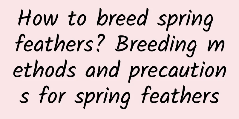 How to breed spring feathers? Breeding methods and precautions for spring feathers