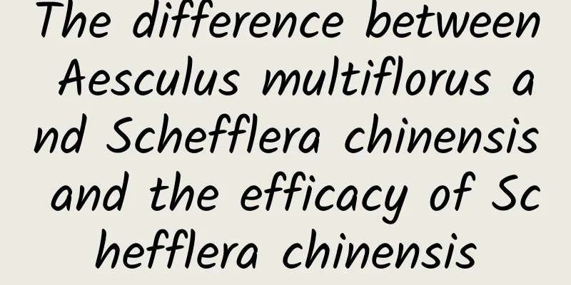 The difference between Aesculus multiflorus and Schefflera chinensis and the efficacy of Schefflera chinensis