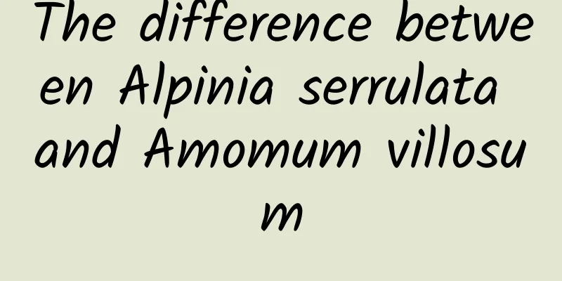 The difference between Alpinia serrulata and Amomum villosum