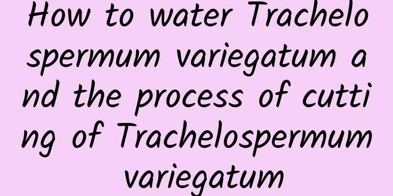 How to water Trachelospermum variegatum and the process of cutting of Trachelospermum variegatum