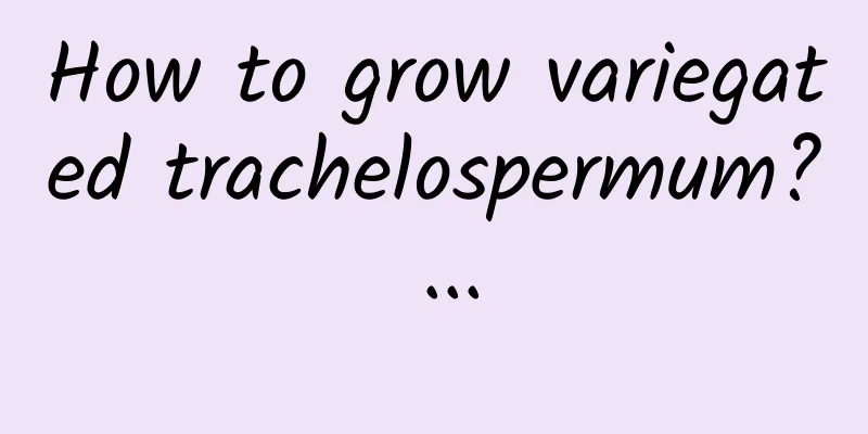 How to grow variegated trachelospermum? ...