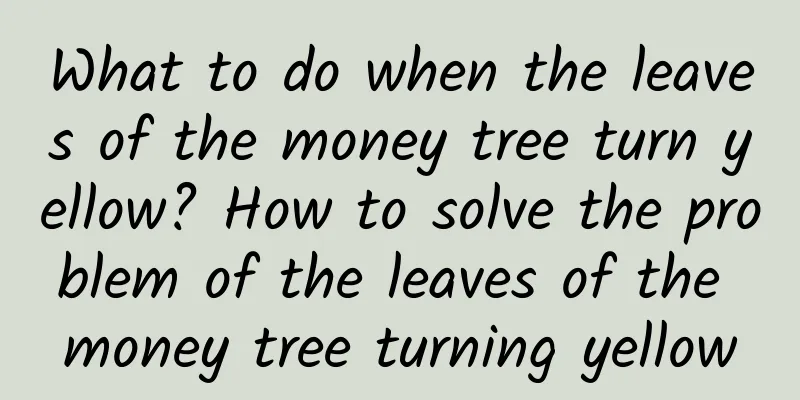 What to do when the leaves of the money tree turn yellow? How to solve the problem of the leaves of the money tree turning yellow