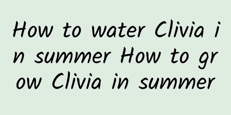 How to water Clivia in summer How to grow Clivia in summer