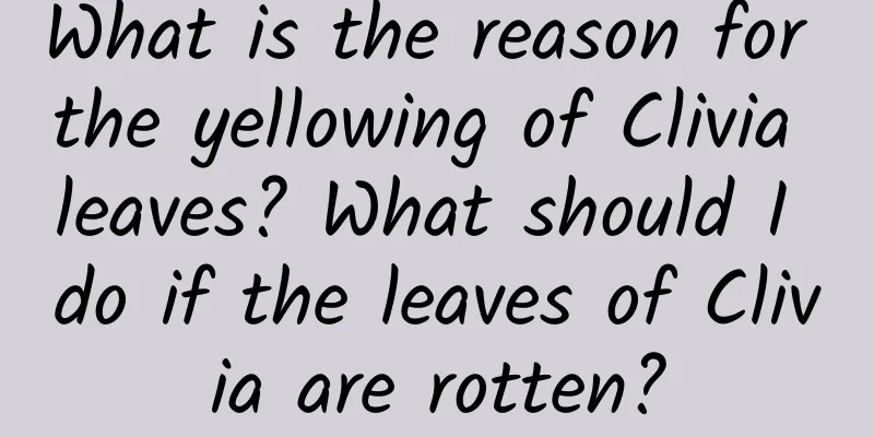 What is the reason for the yellowing of Clivia leaves? What should I do if the leaves of Clivia are rotten?