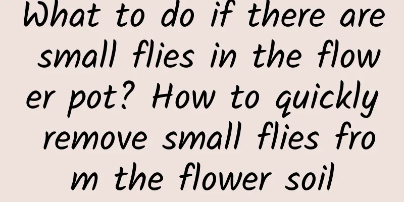 What to do if there are small flies in the flower pot? How to quickly remove small flies from the flower soil