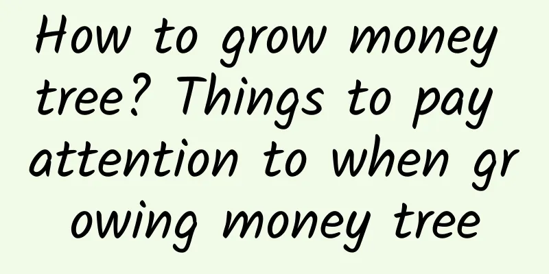 How to grow money tree? Things to pay attention to when growing money tree