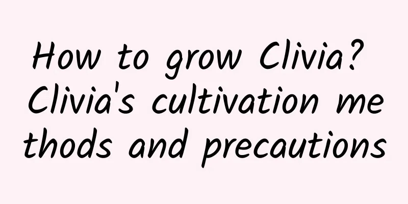 How to grow Clivia? Clivia's cultivation methods and precautions