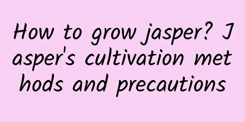 How to grow jasper? Jasper's cultivation methods and precautions