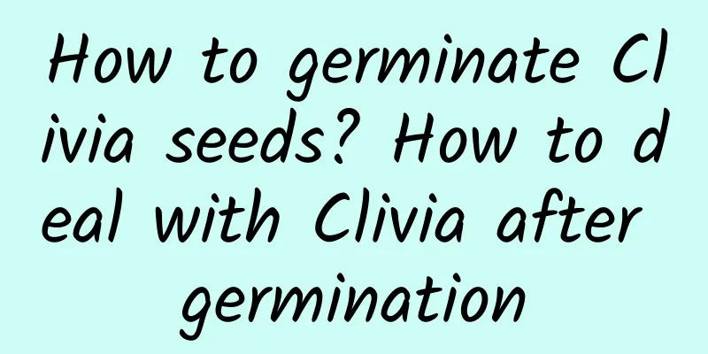 How to germinate Clivia seeds? How to deal with Clivia after germination