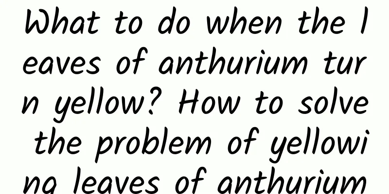 What to do when the leaves of anthurium turn yellow? How to solve the problem of yellowing leaves of anthurium