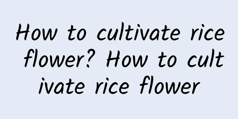 How to cultivate rice flower? How to cultivate rice flower