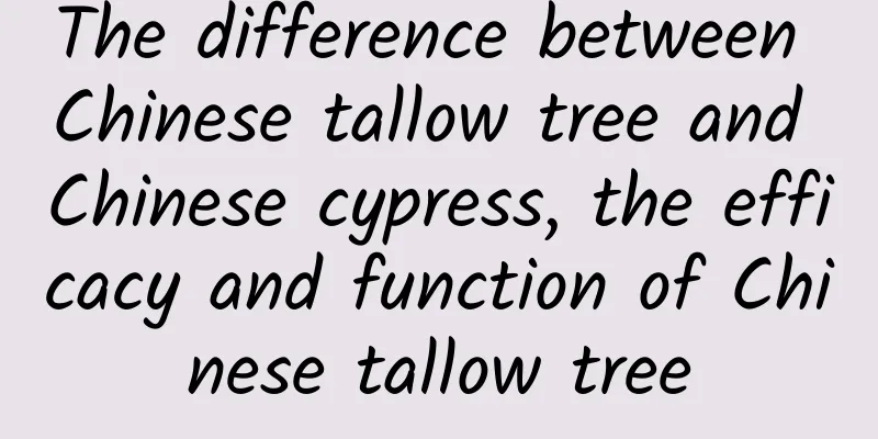 The difference between Chinese tallow tree and Chinese cypress, the efficacy and function of Chinese tallow tree