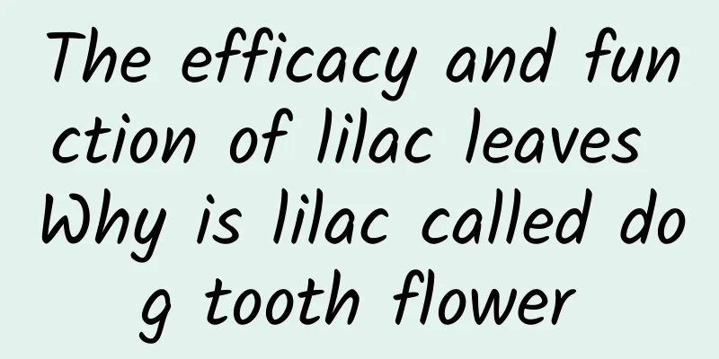 The efficacy and function of lilac leaves Why is lilac called dog tooth flower