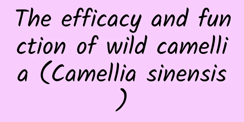 The efficacy and function of wild camellia (Camellia sinensis)