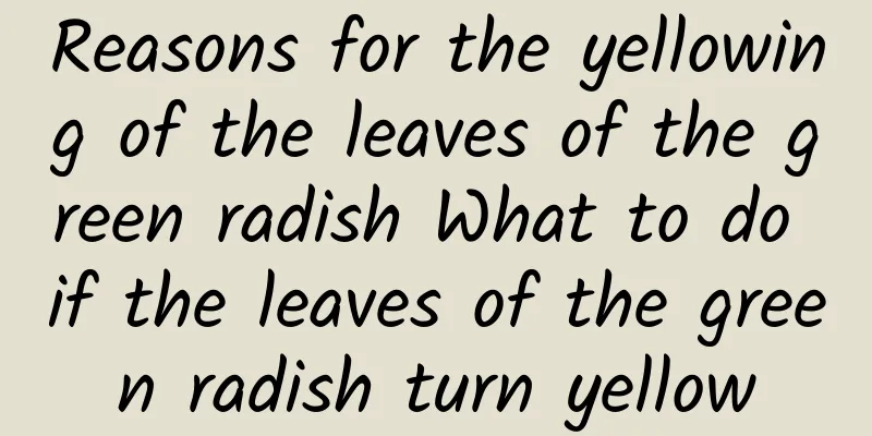 Reasons for the yellowing of the leaves of the green radish What to do if the leaves of the green radish turn yellow