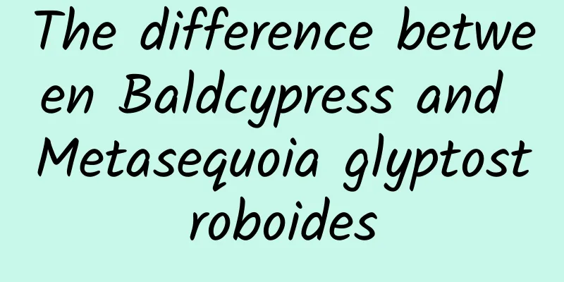 The difference between Baldcypress and Metasequoia glyptostroboides