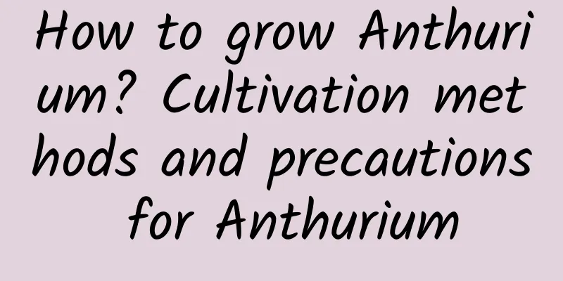 How to grow Anthurium? Cultivation methods and precautions for Anthurium