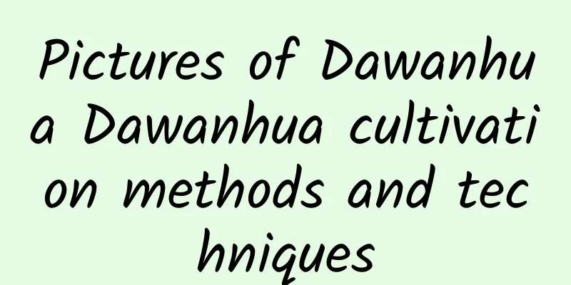 Pictures of Dawanhua Dawanhua cultivation methods and techniques