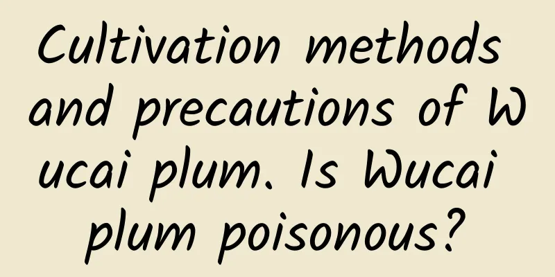 Cultivation methods and precautions of Wucai plum. Is Wucai plum poisonous?