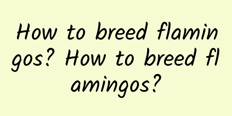 How to breed flamingos? How to breed flamingos?