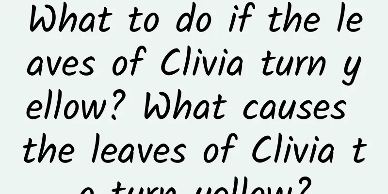 What to do if the leaves of Clivia turn yellow? What causes the leaves of Clivia to turn yellow?