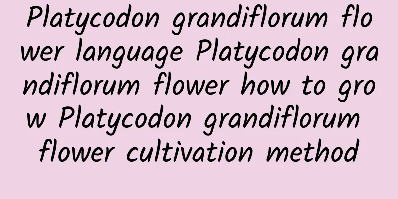 Platycodon grandiflorum flower language Platycodon grandiflorum flower how to grow Platycodon grandiflorum flower cultivation method