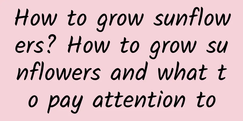 How to grow sunflowers? How to grow sunflowers and what to pay attention to