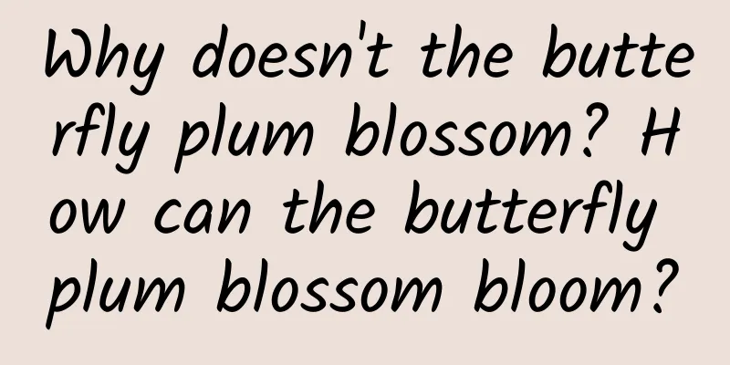 Why doesn't the butterfly plum blossom? How can the butterfly plum blossom bloom?