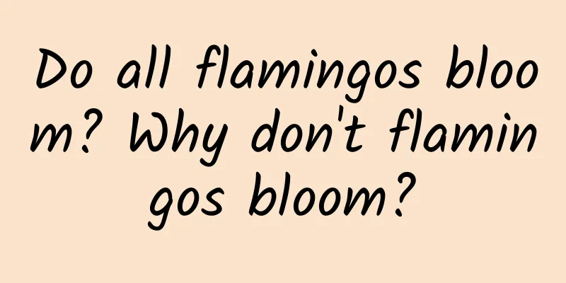 Do all flamingos bloom? Why don't flamingos bloom?